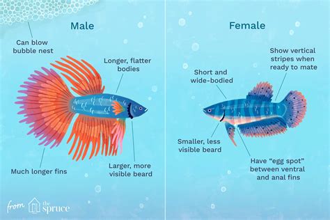 male vs female betta fish.